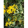 CORONILLA emerus