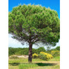 PINUS PINEA