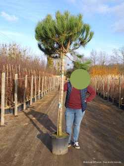 PINUS PINEA