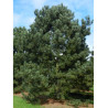 PINUS nigra ssp. nigra