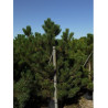 PINUS nigra ssp. nigra En pot de 35-50 litres