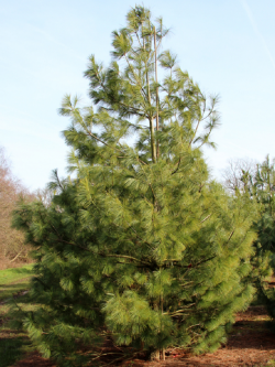 PINUS griffithii
