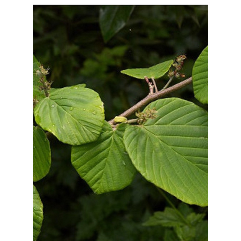 CORYLOPSIS pauciflora