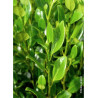 GRISELINIA littoralis GREEN HORIZON