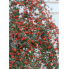 COTONEASTER franchetii