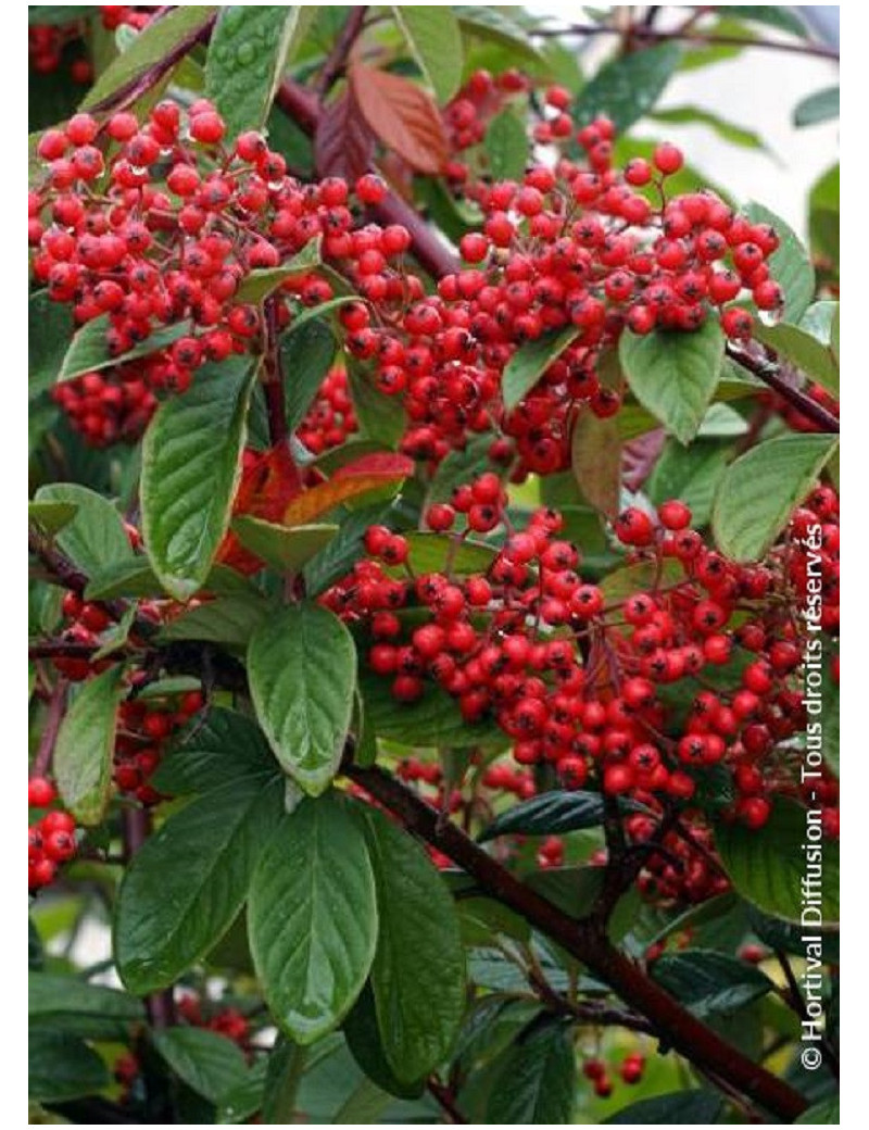 COTONEASTER lacteus