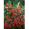 COTONEASTER lacteus