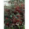 COTONEASTER lacteus