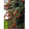 COTONEASTER lacteus