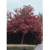CRATAEGUS laevigata PAUL'S SCARLET