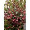 CRATAEGUS laevigata PAUL'S SCARLET