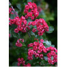 CRATAEGUS laevigata PAUL'S SCARLET