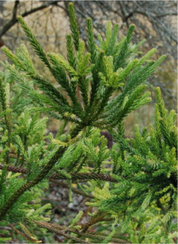 CRYPTOMERIA japonica ARAUCARIOIDES