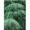 CRYPTOMERIA japonica ELEGANS