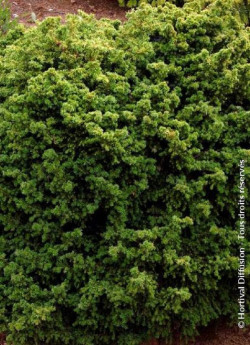 CRYPTOMERIA japonica VILMORINIANA