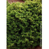 CRYPTOMERIA japonica VILMORINIANA