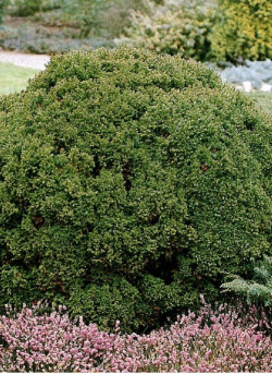 CRYPTOMERIA japonica VILMORINIANA