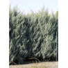 CUPRESSUS arizonica FASTIGIATA