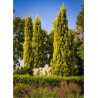 CUPRESSUS sempervirens SWANE'S GOLDEN