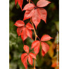 PARTHENOCISSUS quinquefolia ENGELMANNII