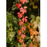 PARTHENOCISSUS quinquefolia ENGELMANNII