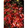 PARTHENOCISSUS tricuspidata ROBUSTA