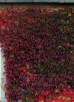 PARTHENOCISSUS tricuspidata ROBUSTA