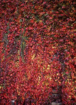 PARTHENOCISSUS tricuspidata VEITCHII