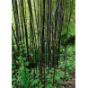 PHYLLOSTACHYS NIGRA
