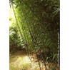 PHYLLOSTACHYS BISSETII