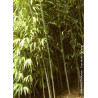 PHYLLOSTACHYS BISSETII