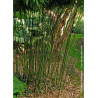 PHYLLOSTACHYS BISSETII