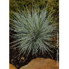 FESTUCA glauca ELIJAH BLUE