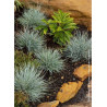 FESTUCA glauca ELIJAH BLUE