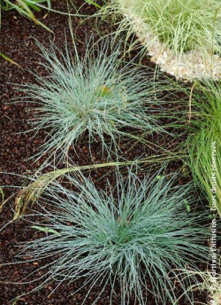 FESTUCA glauca ELIJAH BLUE