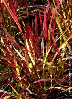 IMPERATA cylindrica RED BARON