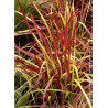 IMPERATA cylindrica RED BARON