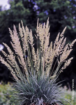 KOELERIA glauca