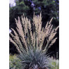 KOELERIA glauca