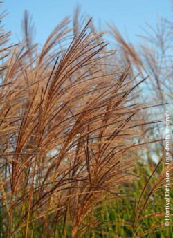 MISCANTHUS sinensis GRACILLIMUS