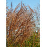 MISCANTHUS sinensis GRACILLIMUS