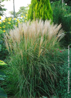 MISCANTHUS sinensis KLEINE SILBERSPINNE
