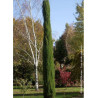 CUPRESSUS sempervirens TOTEM