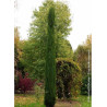 CUPRESSUS sempervirens TOTEM