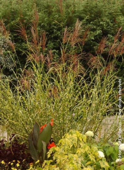 MISCANTHUS sinensis ZEBRINUS