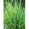 MISCANTHUS sinensis ZEBRINUS