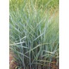 PANICUM virgatum PRAIRIE SKY