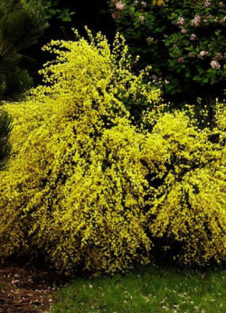 CYTISUS praecox ALLGOLD