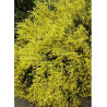 CYTISUS praecox ALLGOLD