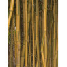 PHYLLOSTACHYS aureosulcata SPECTABILIS